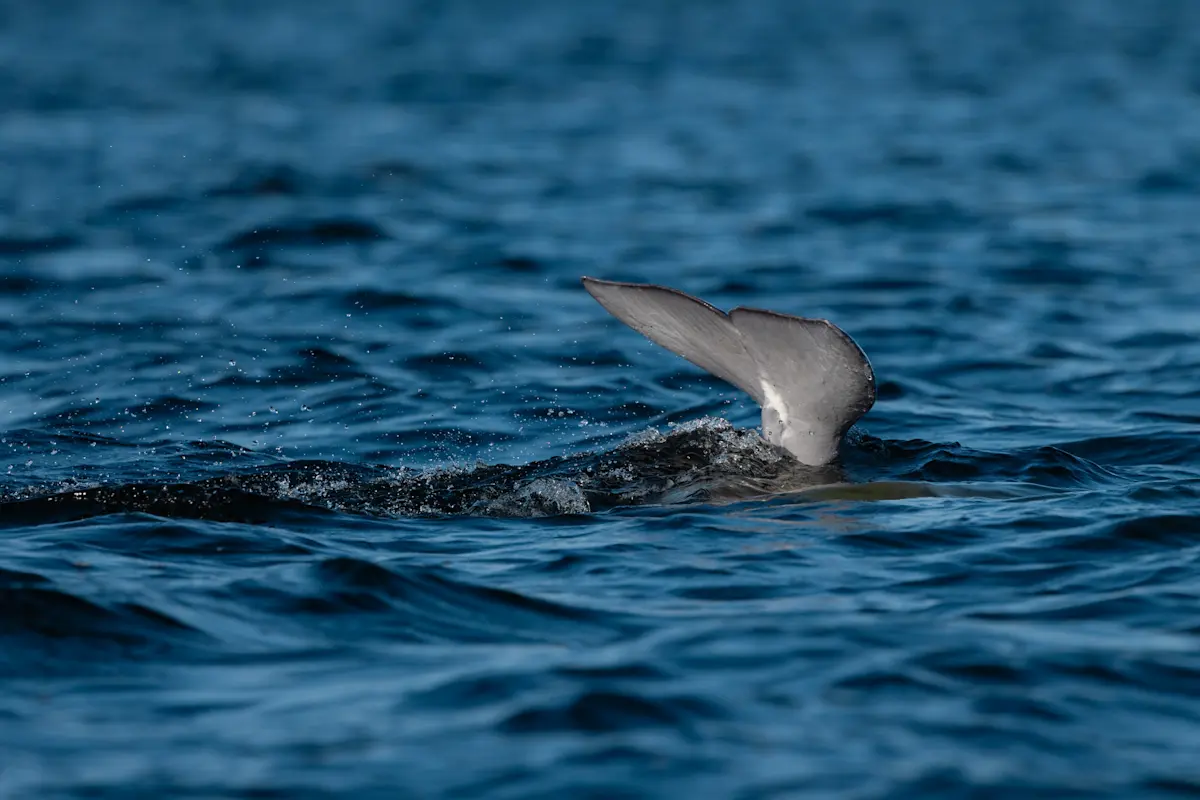 Beluga whale tail, Churchill, Canada.