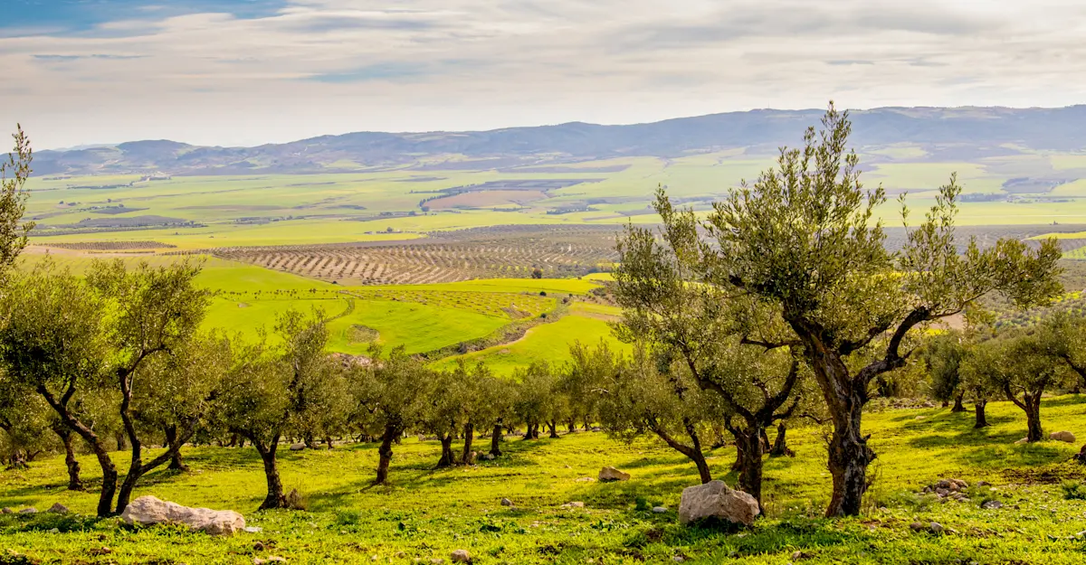 Private olive farm tour, Arcadia, Greece.