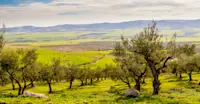 Private olive farm tour, Arcadia, Greece.