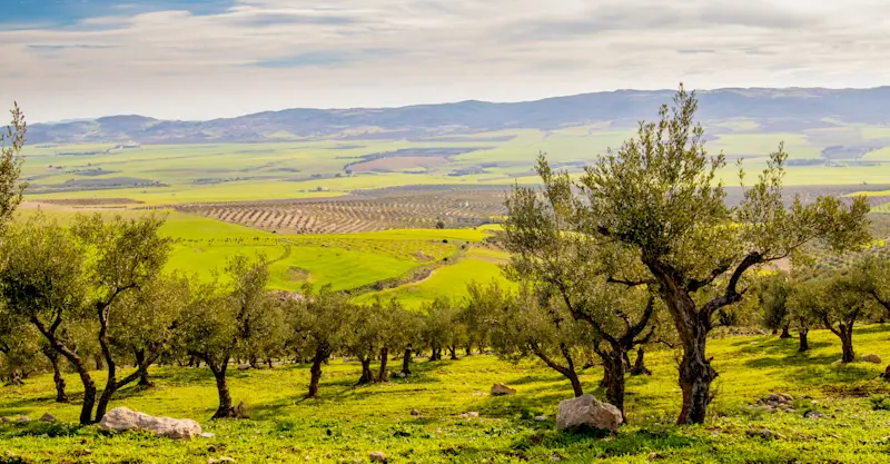 Private olive farm tour, Arcadia, Greece.