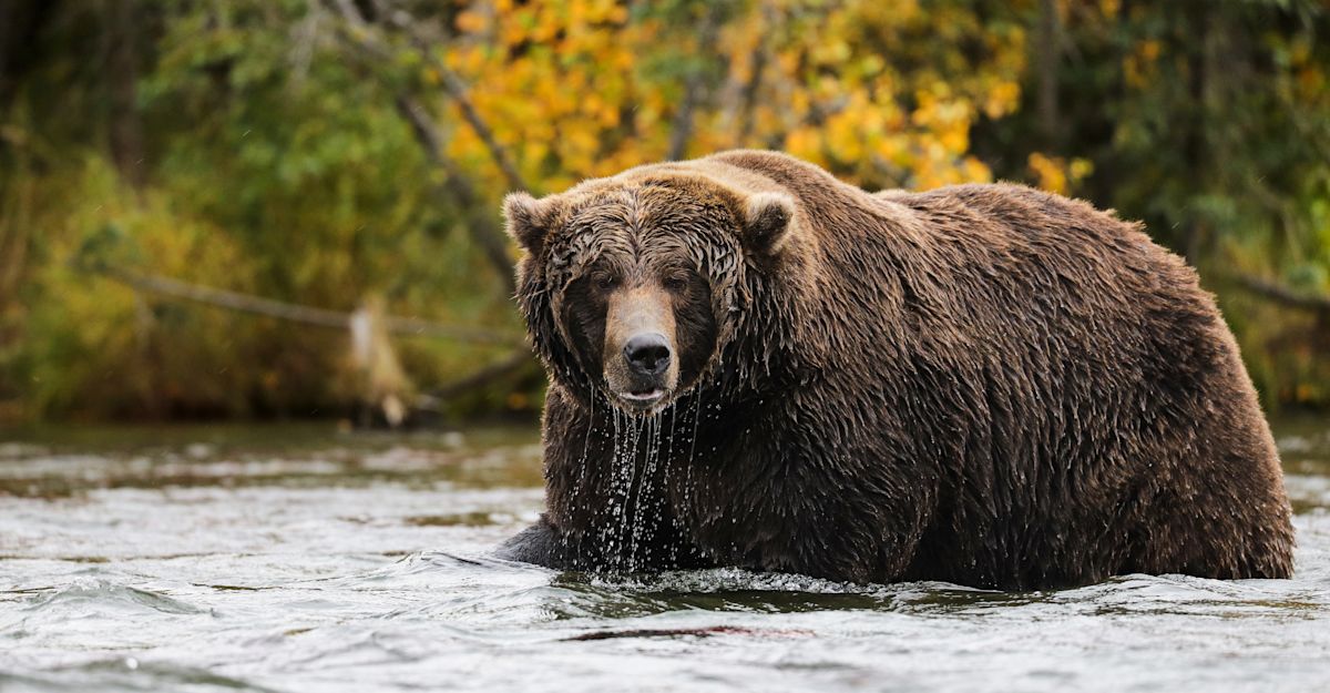 Fat Bears of Brooks Falls Photo Expedition | Natural Habitat Adventures->