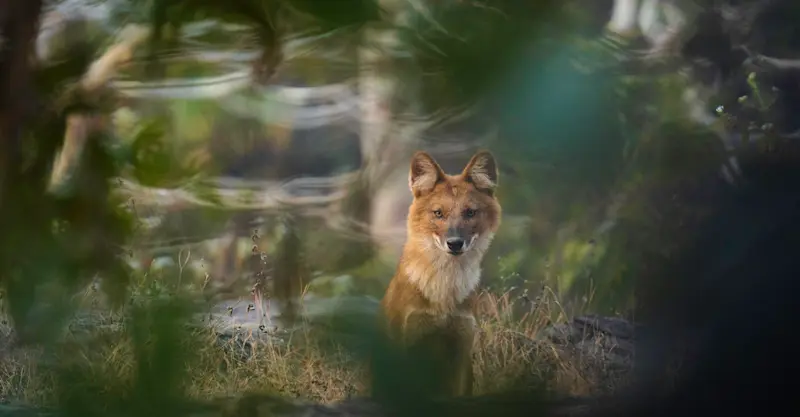 Dhole, India.