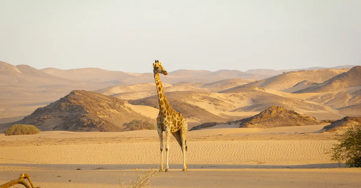 Giraffe, Namibia.