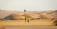 Giraffe, Namibia