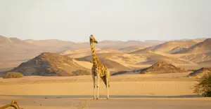 Giraffe, Namibia