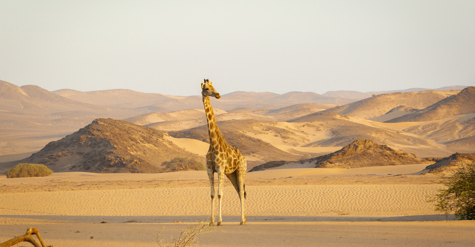 Giraffe, Namibia