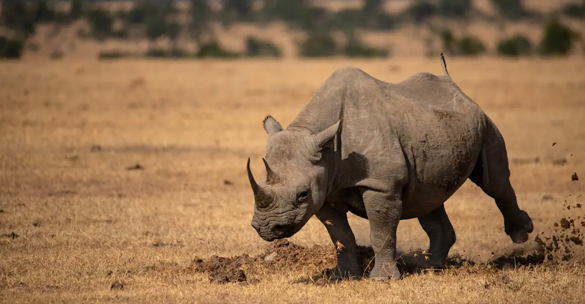 Black rhino, Nairobi National Park, Kenya.
