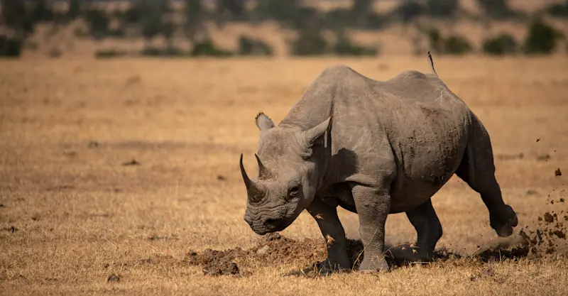 Black rhino, Nairobi National Park, Kenya.