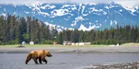 Brown bear at Nat Hab's Alaska Bear Camp, Lake Clark National Park, Alaska.