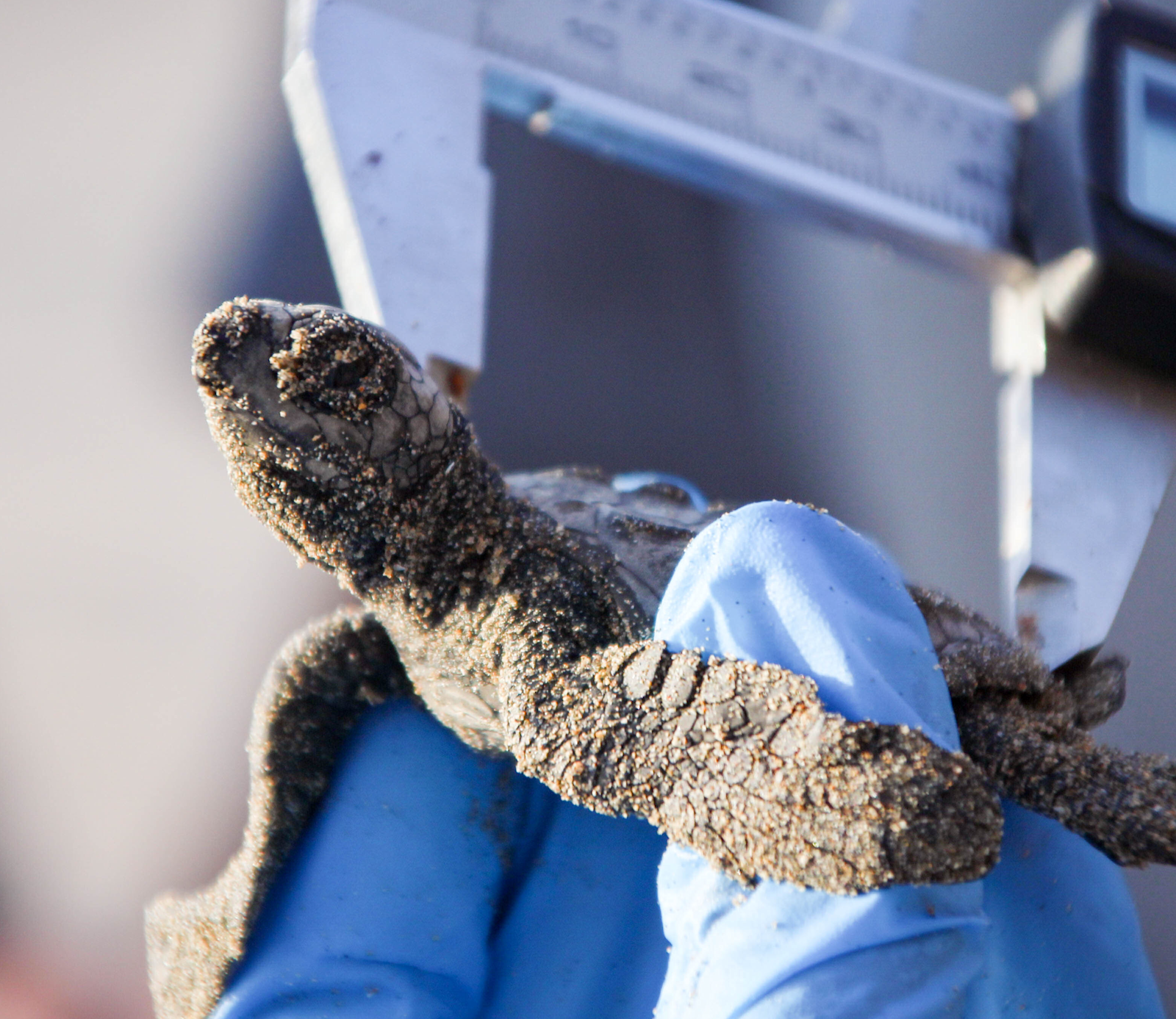 ResearchRoleBucket15x13 TagMeasure-Paladino Fieldwork(C)The Leatherback Trust (001)