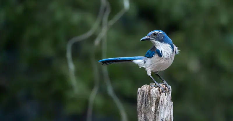 California Scrub-Jay in Baja California Sur, Mexico. 