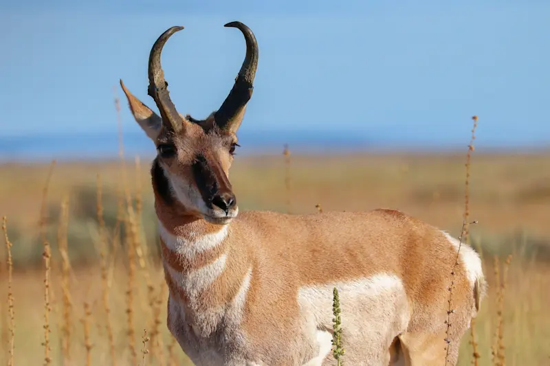 Pronghorn, Grand Teton National Park, Wyoming.