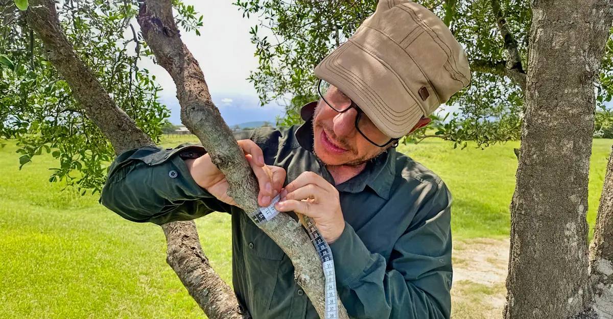 Earthwatch Expeditions Scientist Dr. Antonio Uzal measures tree growth, Maasai Mara, Kenya.