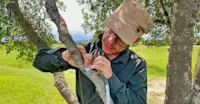 Earthwatch Expeditions Scientist Dr. Antonio Uzal measures tree growth, Maasai Mara, Kenya.