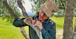 Earthwatch Expeditions Scientist Dr. Antonio Uzal measures tree growth, Maasai Mara, Kenya.