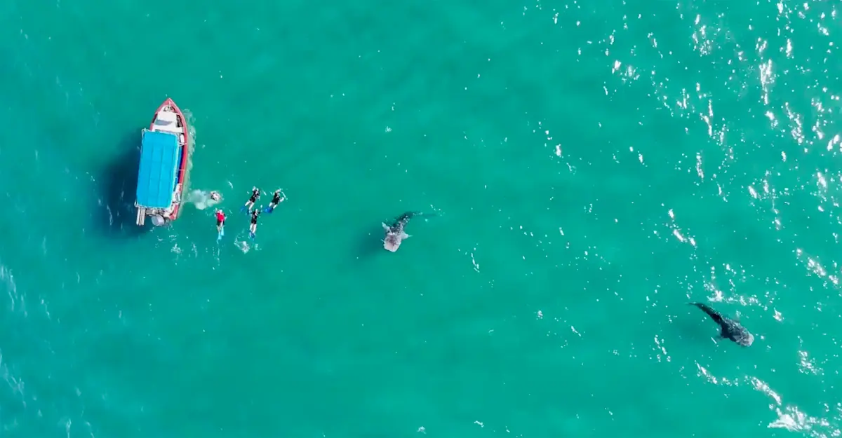 Earthwatch Expeditions guests snorkeling with whale sharks, Baja, Mexico.