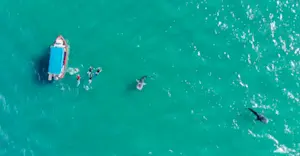 Earthwatch Expeditions guests snorkeling with whale sharks, Baja, Mexico.