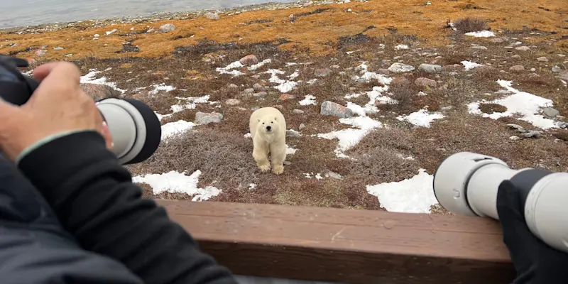 Nat Hab guests photographing polar bear, Churchill, Manitoba.