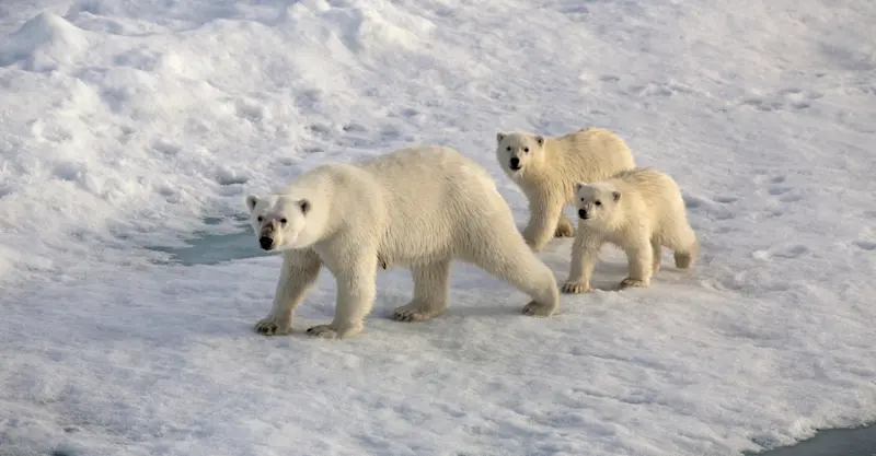 Polar bear and cubs, Churchill, Manitoba.