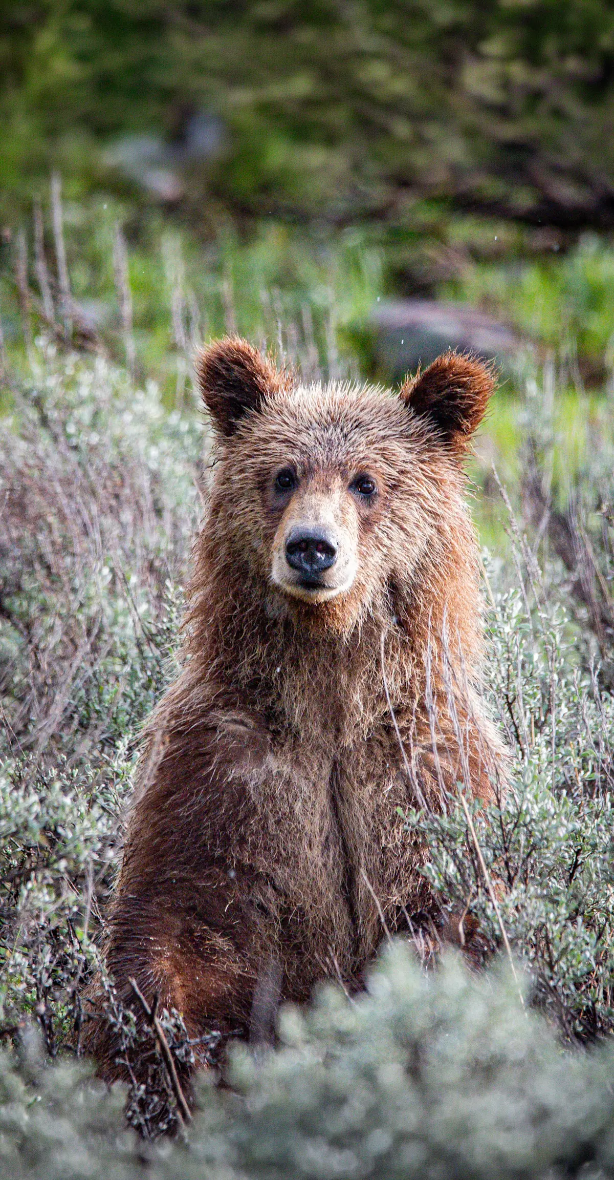 Brown bear in sage brush.