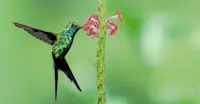 Hummingbird