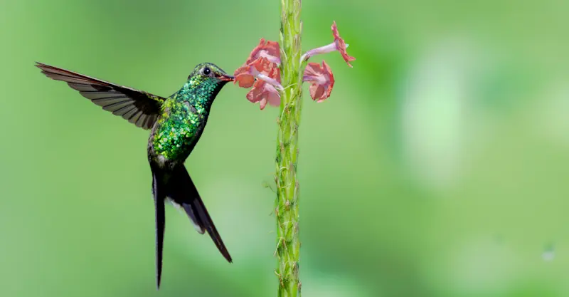 Hummingbird