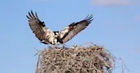 Osprey, San Ignacio Lagoon, Baja, Mexico.