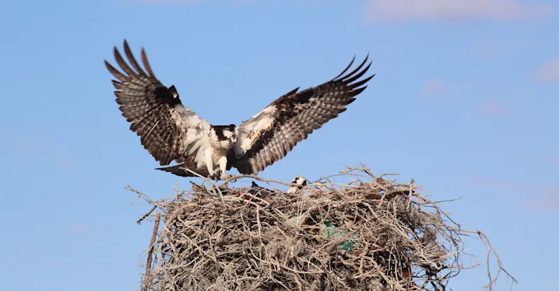 Osprey, San Ignacio Lagoon, Baja, Mexico.