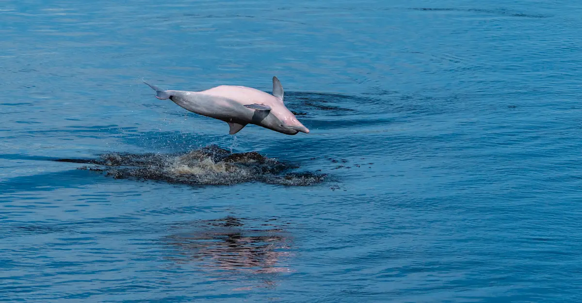 Amazon river dolphin, Amazon, Peru.
