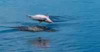 Amazon river dolphin, Amazon, Peru.