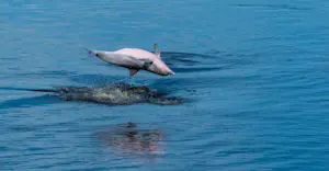 Amazon river dolphin, Amazon, Peru.