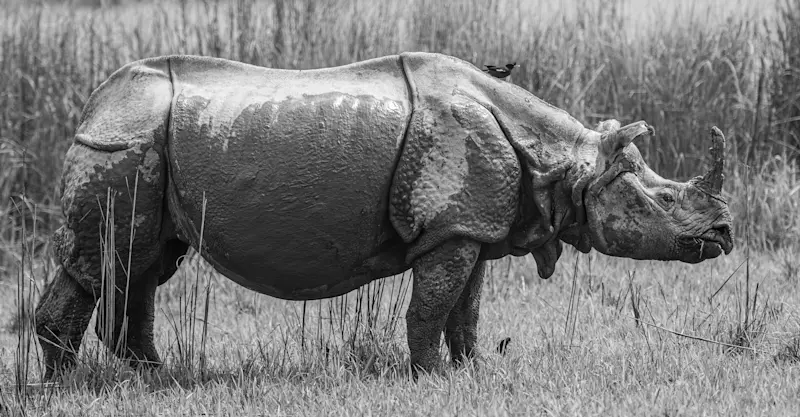 Greater one-horned rhino, Chitwan National Park, Nepal.