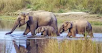 Asian elephants, Chitwan National Park, Nepal.