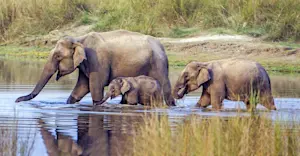 Asian elephants, Chitwan National Park, Nepal.