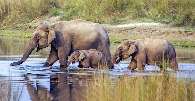 Asian elephants, Chitwan National Park, Nepal.