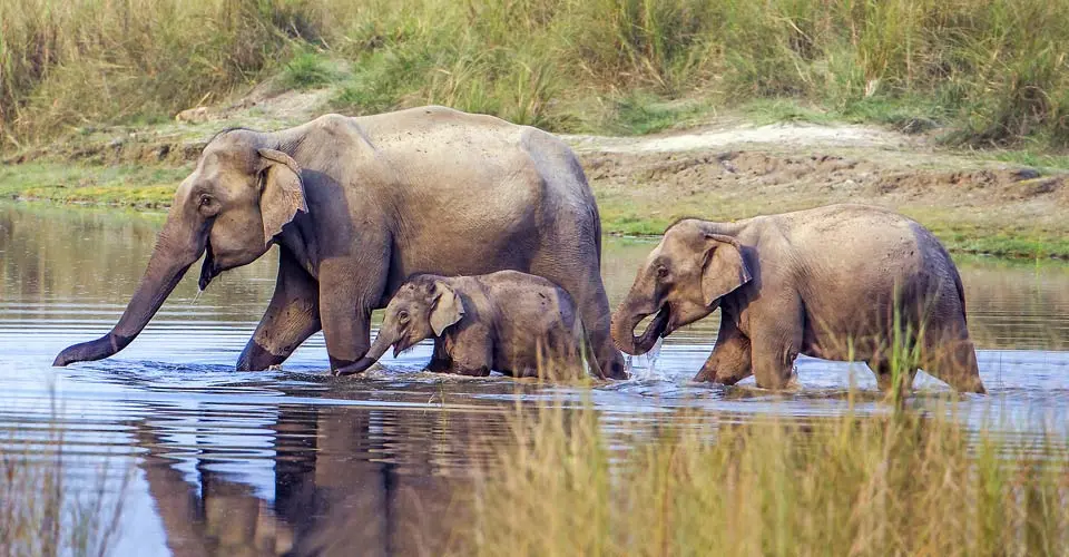 Asian elephants, Chitwan National Park, Nepal.
