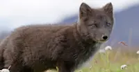 Arctic fox, Iceland.
