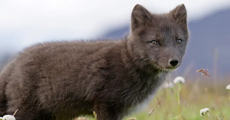 Arctic fox, Iceland.