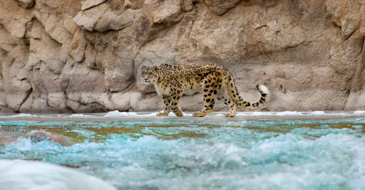 Snow leopard, Ladakh, India.