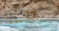 Snow leopard, Ladakh, India.