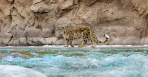 Snow leopard, Ladakh, India.