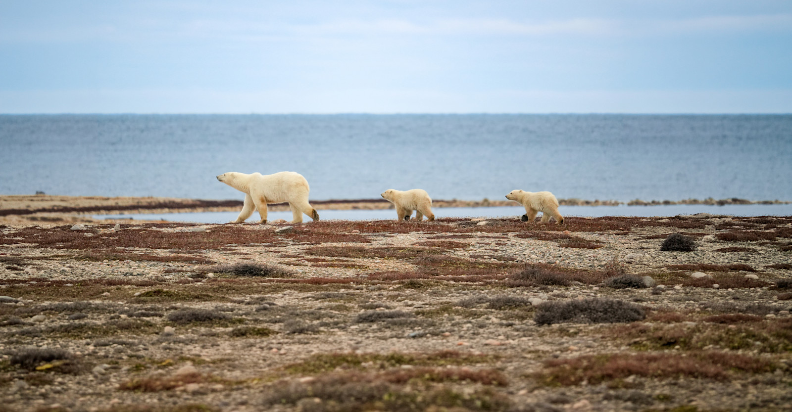 NAT-HAB-EW-CH-MomCubs-BeachWalk-pb6115 10 17 25 petr-gheorghe 691797