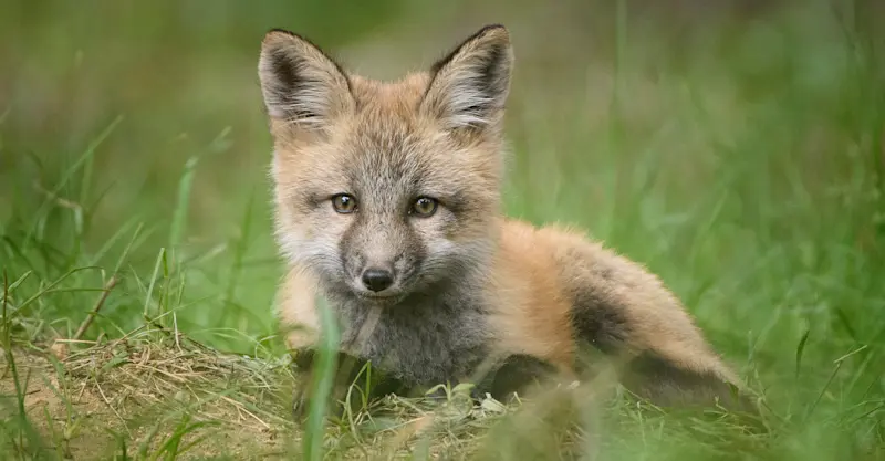 Fox kit, Yellowstone National Park, Wyoming. 