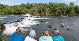 Nat Hab guests viewing brown bears at Brooks Falls, Katmai National Park & Preserve, Alaska.