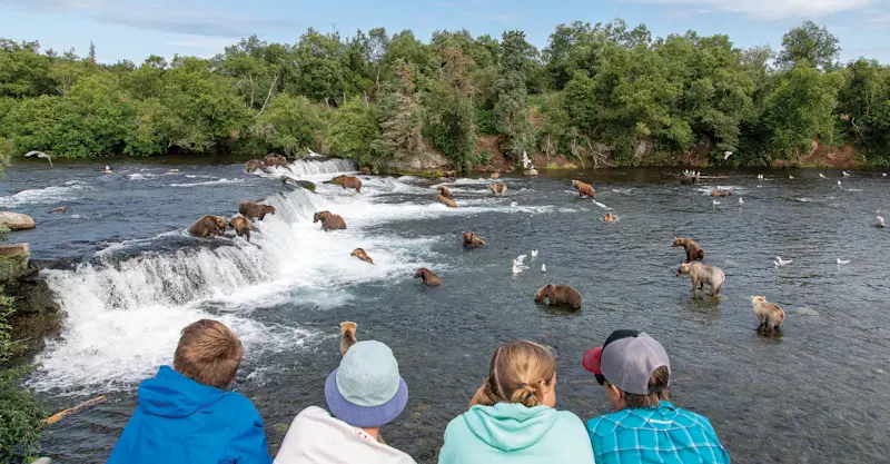 Nat Hab guests viewing brown bears at Brooks Falls, Katmai National Park & Preserve, Alaska.