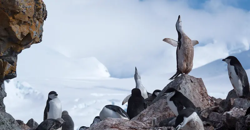 Chinstrap penguins, Antarctica