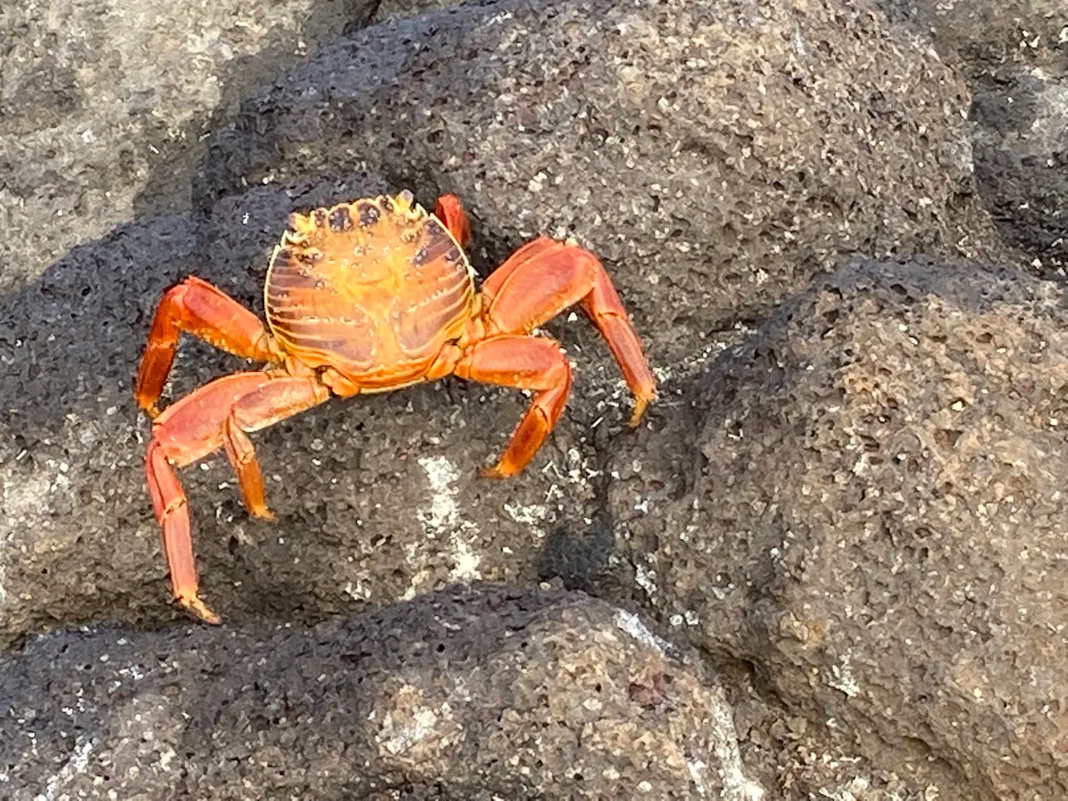 My favorite crab of all time: Sally Lightfoot crab in Galapagos.
