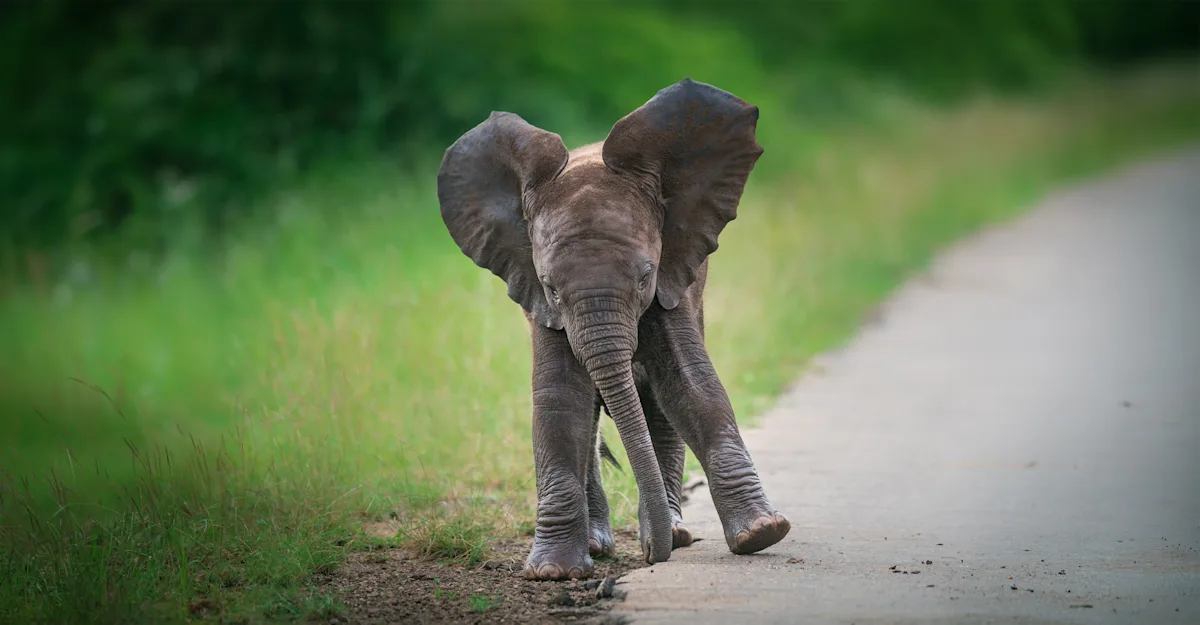 baby elephant in South Africa