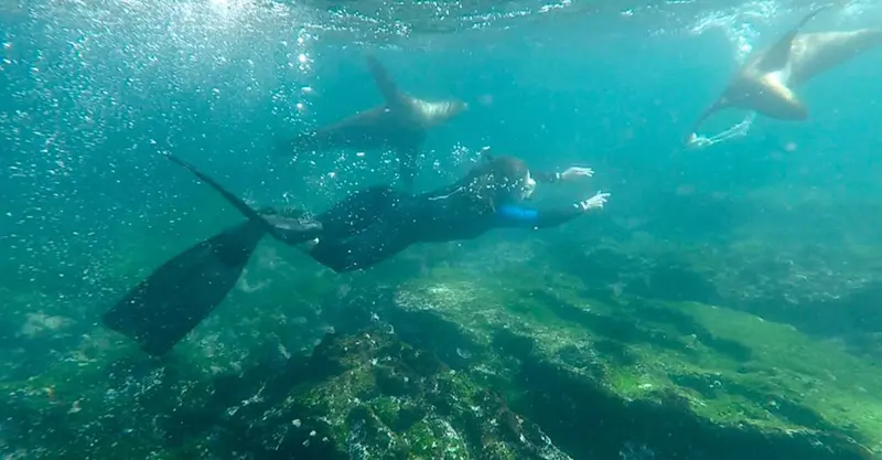 I loved frolicking with sea lions in the Galapagos!