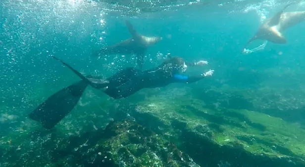 I loved frolicking with sea lions in the Galapagos!